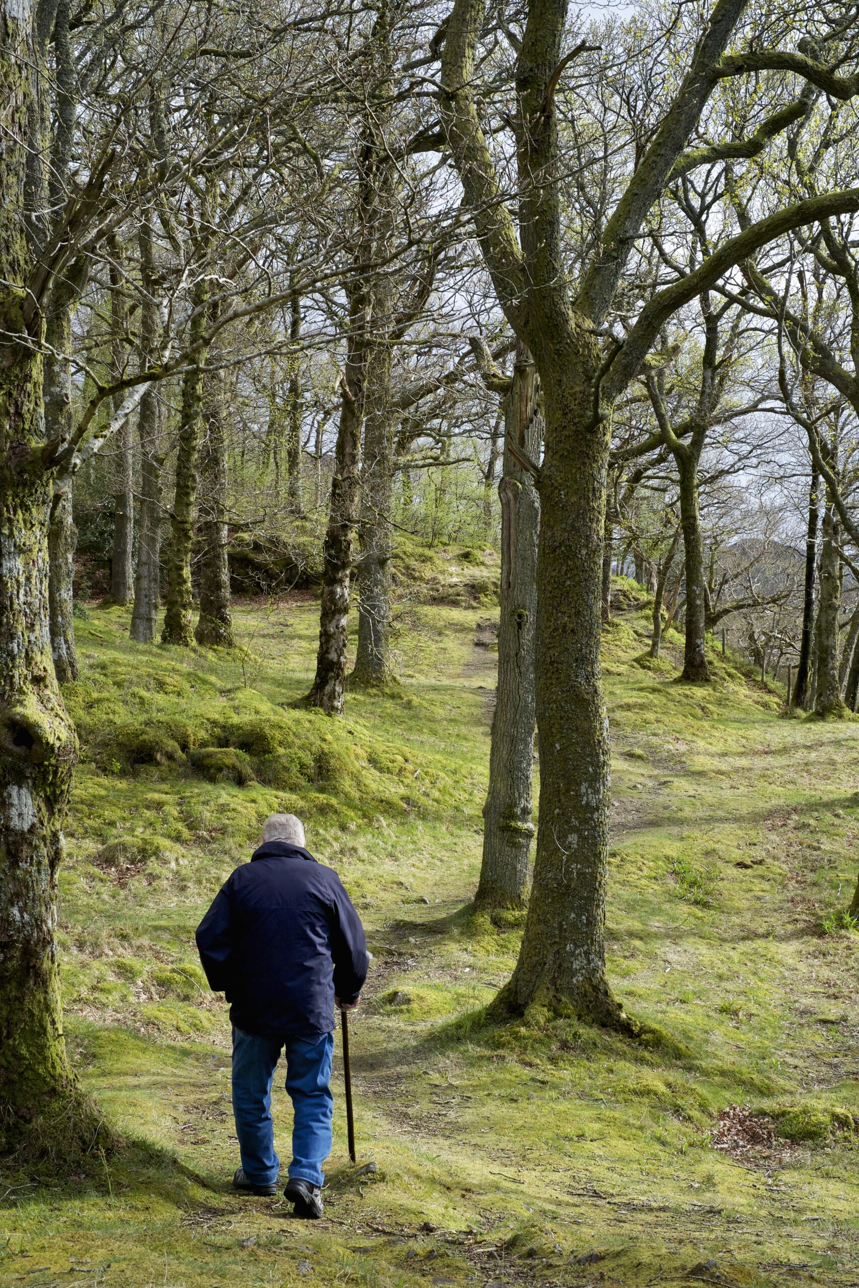 England,An elderly man using a walking stick, walking through woodland.